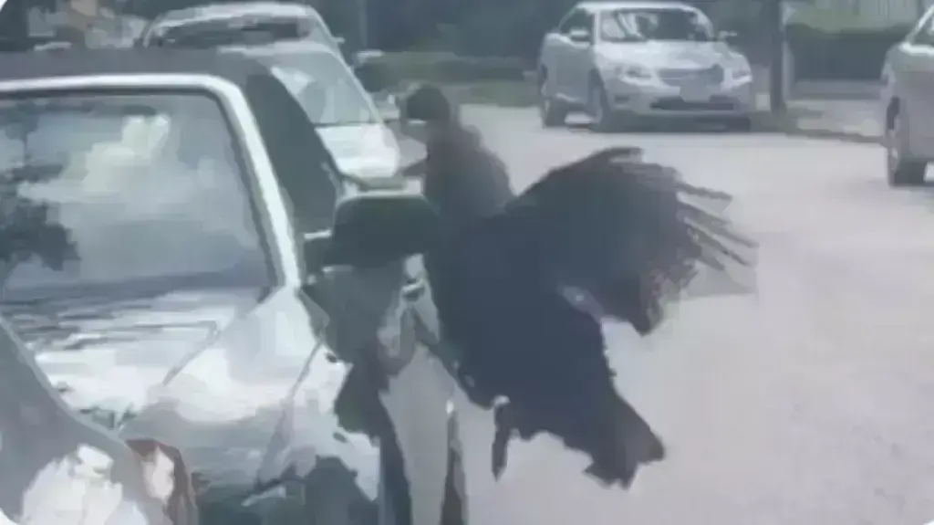 Viral βίντεο: Έξαλλη… γαλοπούλα βανδάλισε αυτοκίνητο