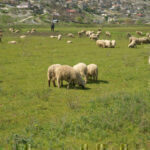 Αυξήσεις τιμών στα αμνοερίφια – Ελλείψεις στην αγορά ενόψει Δεκαπενταύγουστου λόγω πανώλης