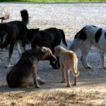 Θεσσαλονίκη: Τι κάνουν οι Δήμοι για να προστατεύσουν πολίτες και ζώα από τις αγέλες αδέσποτων