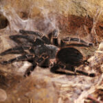 Στο νοσοκομείο Τρικάλων άνδρας που τσιμπήθηκε από αράχνη «μαύρη χήρα»