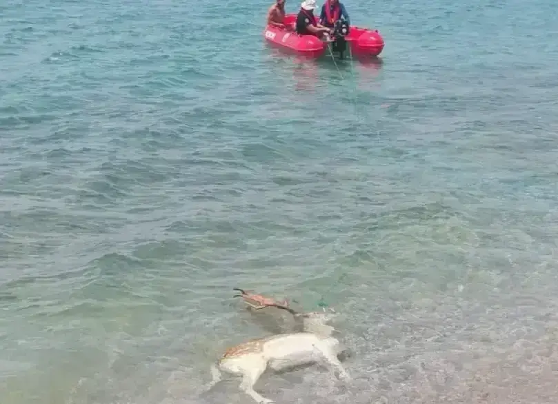 Καλαμάτα: Νεκρό ελάφι ανασύρθηκε από τη θάλασσα στον Αλμυρό
