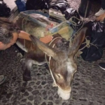 Σαντορίνη: Συγκλονίζει το γαϊδουράκι που κατέρρευσε από το βάρος του φορτίου που κουβαλάει [εικόνες]