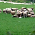 ΟΠΕΚΕΠΕ: Στο μικροσκόπιο της Αρχής για το Ξέπλυμα ο «Φραπές» – Τα 2,5 εκατομμύρια, η Jaguar και οι εκτάσεις στη Χίο