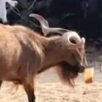 Σύβοτα: Viral ο τράγος με τον freddo espresso [βίντεο]