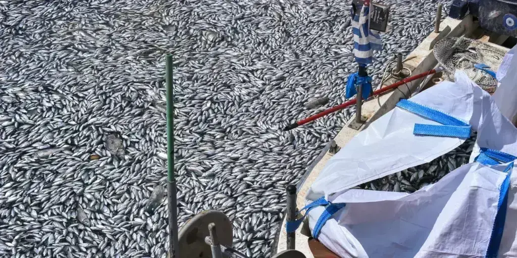 Νεκρά ψάρια στον Παγασητικό: Εχουν μαζευτεί 57 τόνοι – Τι λένε οι Αρχές