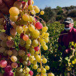 Η κλιματική κρίση στέρεψε τα αμπέλια – Μείωση έως 80% στην παραγωγή ελληνικών κρασιών