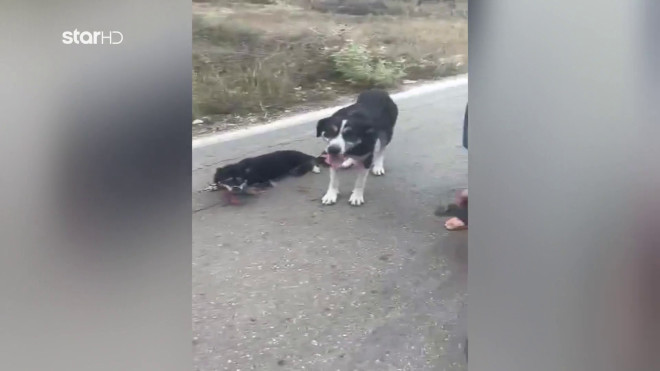 Λευκάδα: Παππάς αλυσόδεσε δύο σκυλιά και τα έσερνε με το βαν του [βίντεο]