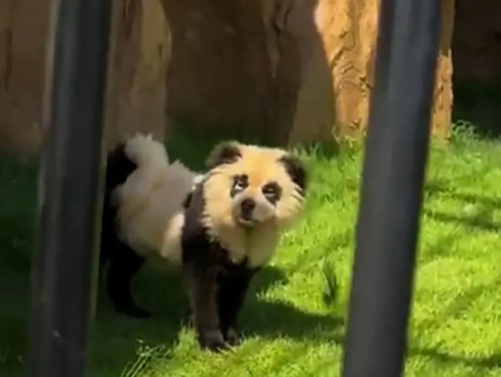 Κίνα: Ζωολογικός κήπος παραδέχτηκε ότι έβαφε σκύλους για να μοιάζουν σε… πάντα