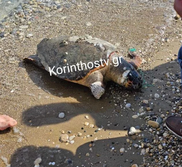 Κόρινθος: Θαλάσσια χελώνα βρέθηκε νεκρή στην παραλία Βραχατίου
