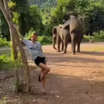 Μαρία Ολυμπία: Έκανε μπάνιο με… ελέφαντες αλλά κάτι πήγε στραβά (βίντεο)