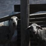 Αλεξανδρούπολη: Αναβολή στην απολογία του 40χρονου Τούρκου με τα λαθραία εμβόλια ευλογιάς των προβάτων