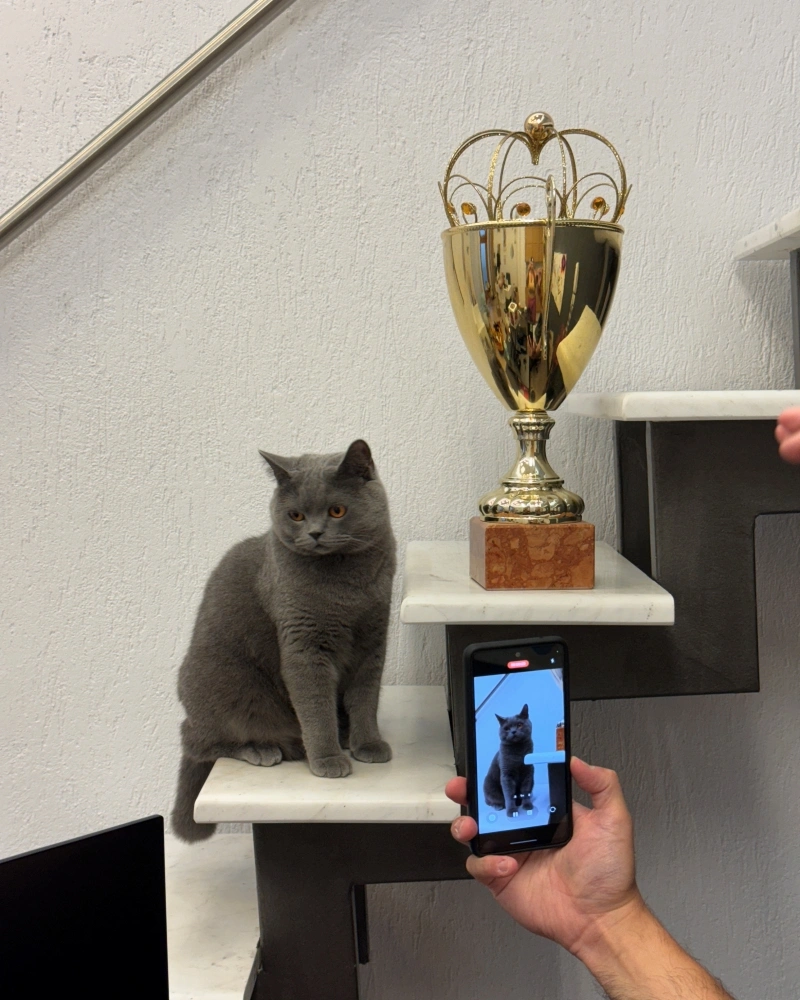 Γάτος Influencer από τη Θεσσαλονίκη