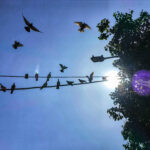 Καιρός: Μίνι Αλκυονίδες το Σαββατοκύριακο – Πότε αναμένεται νέα ψυχρή εισβολή