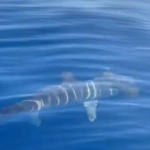 Αγκίστρι: Ψαράς εντόπισε σφυροκέφαλο καρχαρία – Δείτε το βίντεο