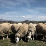 Ευλογιά προβάτων: Σε αυξημένη επιφυλακή η Ήπειρος – Έκτακτη δαπάνη 30.000 ευρώ