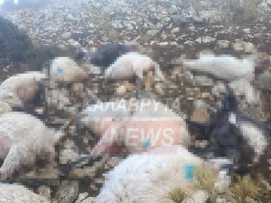 Σοκ στα Καλάβρυτα: Σκοτώθηκαν 48 πρόβατα απο κεραυνό [εικόνες]