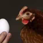 Επιτέλους λύθηκε: Η κότα έκανε το αυγό ή το αυγό την κότα; Οι επιστήμονες πιστεύουν ότι έχουν την απάντηση