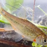 Αττική: Πώς το… αττικόψαρο «μπλόκαρει» τα αντιπλημμυρικά έργα