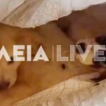 Σοκ στην Ηλεία: Βρέθηκαν στα σκουπίδια δεμένα μέσα σε τσουβάλια πέντε κουτάβια [εικόνες]