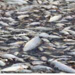 Νεκρά ψάρια στη Νότια Ελλάδα: «Ο ιός δεν μολύνει τους ανθρώπους» λέει ερευνητής στο Eleftherostypos.gr – Η σύμπτωση με το μακρινό… 1979