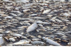Νεκρά Ψάρια