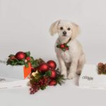 Το meeting point των Χριστουγέννων είναι το Cookie Spot