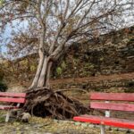 Κακοκαιρία Bora: Γιατί έπεσαν τα δέντρα στη Θεσσαλονίκη – Οι 3 λόγοι