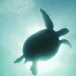 Φιλιππίνες: Τρεις νεκροί και δεκάδες άρρωστοι στο νοσοκομείο – Έφαγαν στιφάδο θαλάσσιας χελώνας