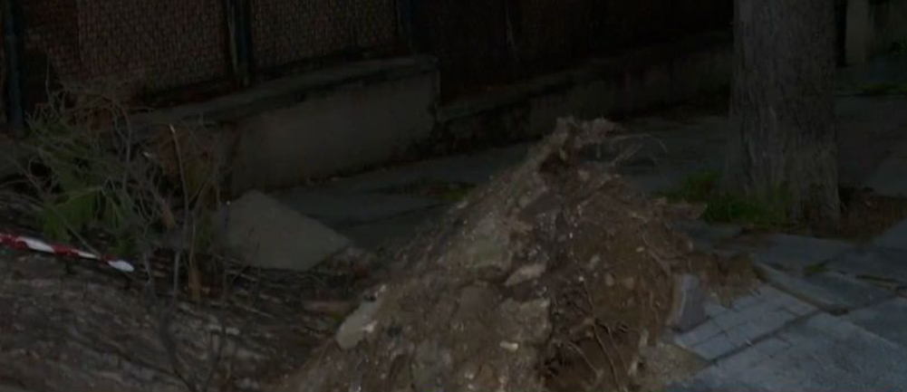 Κακοκαιρία Elena: Δέντρο έπεσε πάνω σε σταθμευμένα αυτοκίνητα στην Νέα Σμύρνη [βίντεο]