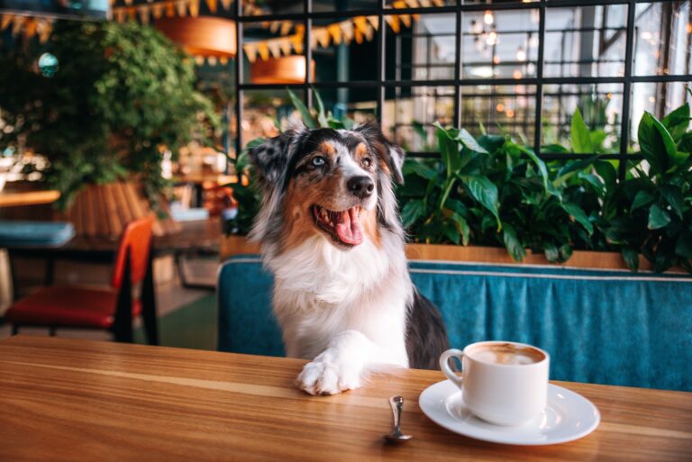 Pet friendly cafés για εσάς και το κατοικίδιο σας