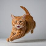 Γάτα: Ξέρεις τι μαρτυρά η γλώσσα του σώματός της;