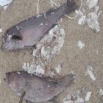 Κρήτη: Ξεβράστηκαν νεκρά ψάρια χωρίς μάτια στα Χανιά [βίντεο]