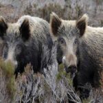 Ηλεία: Αγριογούρουνα «εξαφάνισαν» 50 τόνους καρπούζια και πεπόνια στην Πηνεία – Σε απόγνωση οι αγρότες