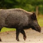 Γρεβενά: Επίθεση αγριογούρουνου σε κυνηγό