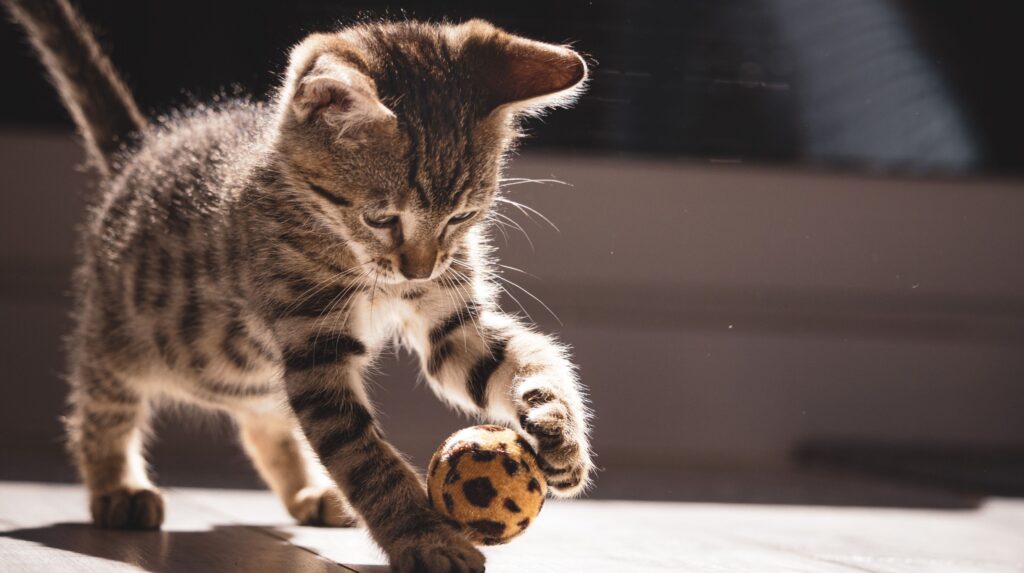 Cat café: Πίνουμε καφέ στο πρώτο μαγαζί για γάτες στην Αθήνα