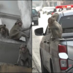 Ταϊλάνδη: Εξαγριωμένοι πίθηκοι έκαναν κατάληψη σε αστυνομικό τμήμα – Αγανακτισμένοι οι ντόπιοι