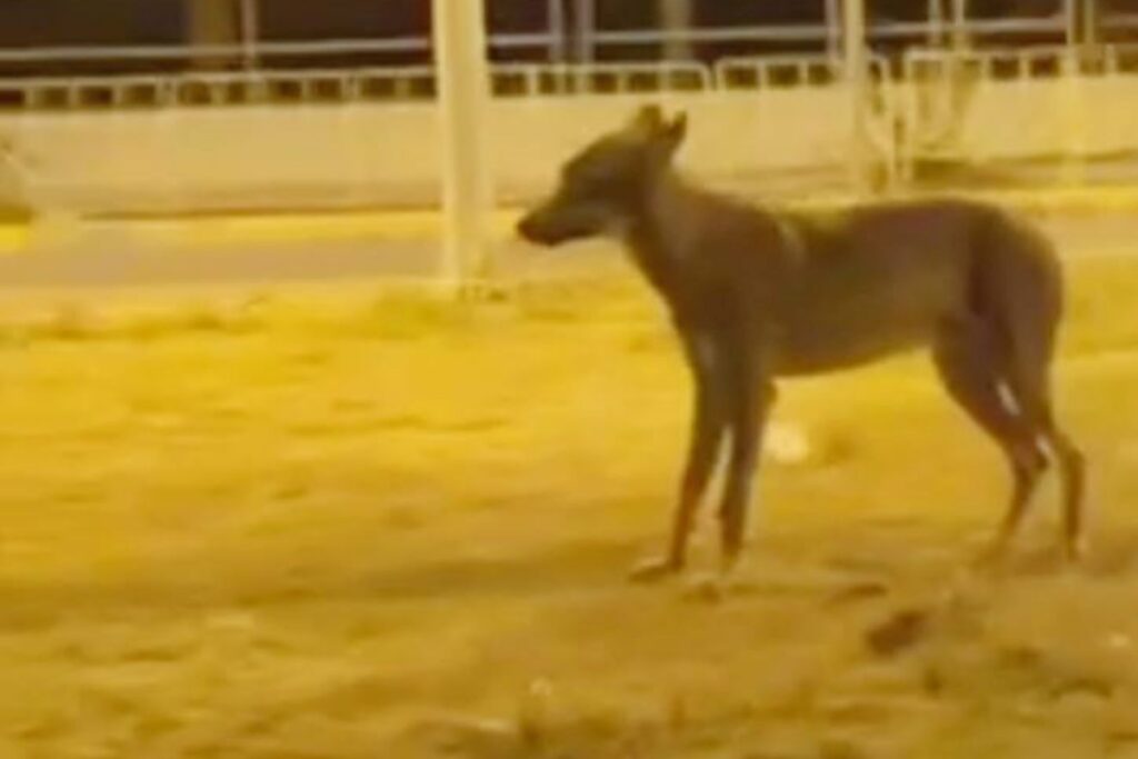 Πτολεμαΐδα: Λύκος βγήκε… βόλτα στην πόλη – Προειδοποιήσεις κυνηγών για επιθέσεις