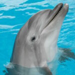 Τέλος τα δελφίνια στο Αττικό Πάρκο: Γιατί θα μεταφερθούν εκτός Ελλάδας