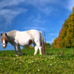 Σοκ στη Γερμανία με Τούρκο κτηνοβάτη: Μπήκε σε στάβλο και βίασε πόνυ