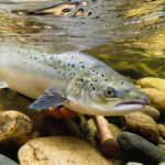 Νορβηγία: Εξαφανίζεται ο άγριος σολομός από τα ποτάμια