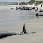 Αυστραλία: Οι αρχές κάνουν ευθανασία σε δεκάδες δελφίνια που εξόκειλαν σε ακτή της Τασμανίας