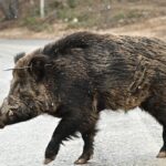 Πάρνηθα: Αγριογούρουνο χτυπημένο με βέλος κοντά στο τελεφερίκ [εικόνες]