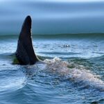 Φονική επίθεση καρχαρία στην Αυστραλία: Νεκρή 20χρονη σέρφερ – Ένας νεαρός τραυματίας