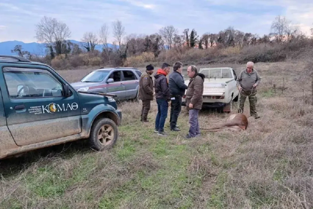 Κερκίνη: Λαθροθήρας σκότωσε ελάφι που κυοφορούσε στο Καταφύγιο Άγριας Ζωής