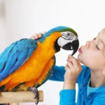 5 παπαγάλοι που θα λατρέψετε ως κατοικίδια