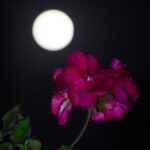 Σήμερα το φεγγάρι του Σκουληκιού – Πως θα επηρεαστούν όλα τα ζώδια από την Πανσέληνο Μαρτίου