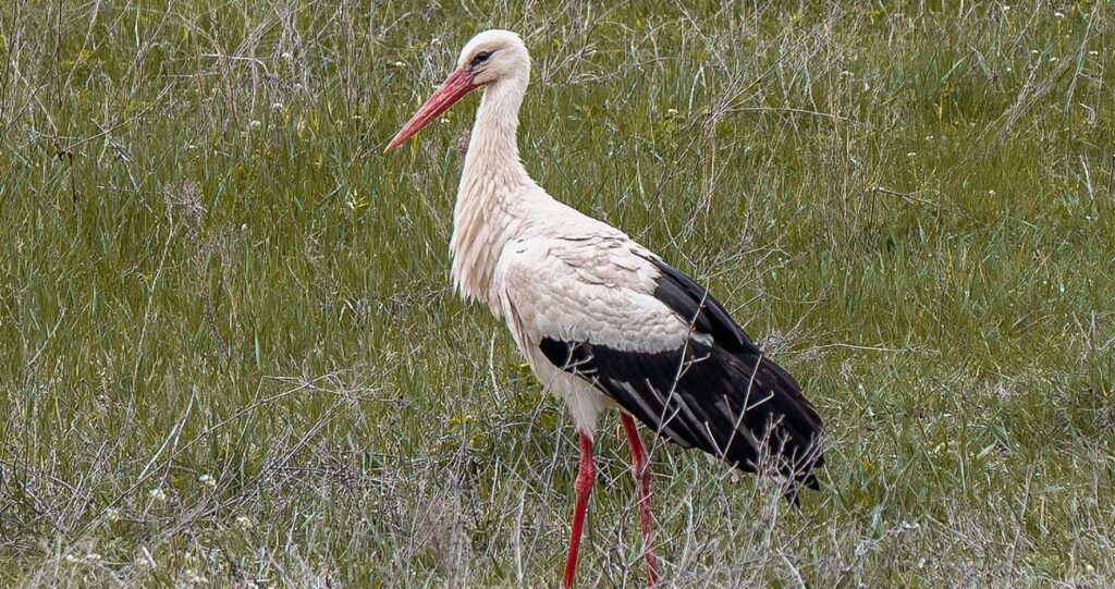 λευκοπελαργός