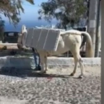 Σαντορίνη: Σοκάρουν τα βίντεο με τα φορτωμένα γαϊδουράκια – Κουβαλούν οικοδομικά υλικά [βίντεο]