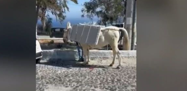 Σαντορίνη: Σοκάρουν τα βίντεο με τα φορτωμένα γαϊδουράκια – Κουβαλούν οικοδομικά υλικά [βίντεο]