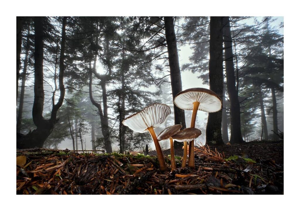 Τα... μανιτάρια ενός Έλληνα φωτογράφου στο National Geographic
